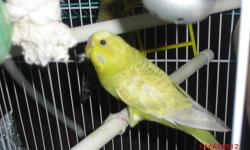 I have two green parakeets and I would like to sell because I don't have enough room or time for them. But the cage is not included. I was asking $40 but I would go down to $30. They are happy with each other so they are not noisy and get along fine. If