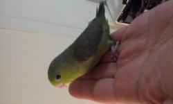 Handfeed baby cockatiels various colors starting at $55 and up. Please call do not email 818-243-9132.