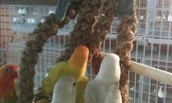 Super sweet babies lovebirds, beautiful colors, yellow fishers, opaline and violet, some are eating by themselves and others one feeding with baby formula, find them at Ceasar Pet Store, located at the Sunshine Flea Market between Forest Hill Blvd and