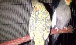 We are a shelter and have rescued many cockateils from a hoarding situation. Your help is needed greatly in giving them a loving a home. They are in good health and there are many beautiful colors. Some are variegated. If you are interested please call