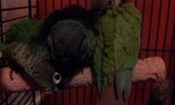 I have four beautiful, very tame and sweet baby Green Cheek parrots for good homes. Three are regular Green Cheeks and one is a cinnamon female. They are 8 weeks old. All are hand tame, hand fed and very sweet. To good homes only. Price is $150.00 each