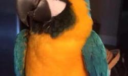 I have two gorgeous blue and gold macaws. The male is just over 2, he is starting to talk, and very friendly. The female is 6, she has a decent vocabulary but is a rescue bird. She is friendly, but doesn't step up right now. We have had her for 2 years,