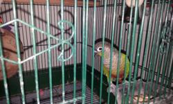 Please make a reasonable offer.
I bought this gorgeous conure for my kids but they don't get along with my dog. He can make a very exciting pet.
Bird comes with his own home which is a huge cage in a great shape. Those familiar with conures however know