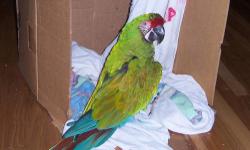 Hybrid macaw looking for a new forever home. We have been working a lot and will be having a baby soon. We don't have time to give him the attention he wants. He is friendly, very social, learns new words quickly, and loves playing with toys, looking in