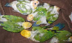I have a beautiful jenday conure that I can no longer keep anymore. Asking $300. She would make a great breeder or a great addition to your aviary. She is very pretty!!