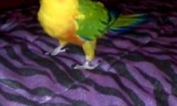 Hello, I have a beautiful jenday conure for sale. She is tame and full of personality! She loves & craves attention. She says a few words but can be shy at first. * she will be coming along with a cage and a couple of toys* If interested please contact me