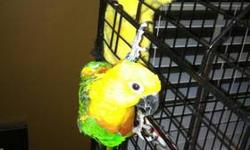 I have a beautiful Jenday Conure. He is around 2 and a half years old. He loves to chatter and loves attention from other people. He is very friendly and well taken care of. His name is Charlie and he will make a great addition to someone's family. I am