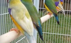 This beautiful Gouldian finch is available as a single or in pairs. They make beautiful babies together. We use the highest nutrition available of finches today in the USA and that is why their colors are so bright.
Health Guarantee: All Gouldian finch