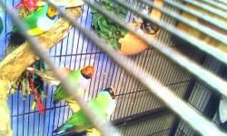 Beatifull lady gouldian finches,very healhty good looking birds.dfferent head colors,with green body.