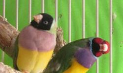 Beautiful Lady Gouldians. Wonderful pet birds.
Sweet singing . NEVER LOUD......
Healthy and Active...
males and females $65 each or $120 per pair
please text during working hours,
or call after four pm.
317-480-9533
needing to downsize on pets..
thank you