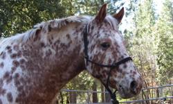 for sale, 9 yr old registered appy mare. very gentle, calm, sweet. has been raised in one family since 5 months old. excellent foundation bloodlines. no bad habits, good with feet, hates wormer. can be ridden bareback in halter or saddle and snaffle. very