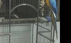 Beautiful Macaw named Indigo and huge cage for sale. You will need truck to transport cage, cage itself is worth about the asking price. Any questions feel free to ask :-)
