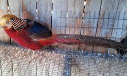 For sale are four Golden Pheasant Males. One of the males is 2yrs old and fully colored. The other three are one year and coming into their color. The first pic is the 2yr old. The second pic is what the other three look like. Please feel free to call or
