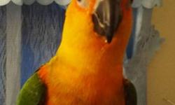 I have a Male Jenday DNA papers available with purchase. The Jenday is 5 Years old and will need an experianced handler as he can have a real attitude at times pretty much a one person bird. But can be very lovable. Leans more tward male companionship. (