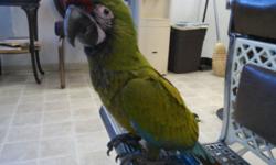 Beautiful Military macaw with cage, toys, ect. Purchased from breeder at 4 months, hand raised by me. Mac is housed inside, used to cats, dogs, baths, ect. Talks very well for his age, loves treats and veggies.
Due to him being hand raised he is very