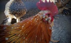 We have a gorgeous TRIO of Bantam Mille Fleur chickens... just began to lay.
Colors on all three are gorgeous, but the rooster is quite a handsome little guy.
Raised from chicks at our home alongside several other bantam and specialty breeds, and loved by