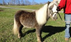 I have a beautiful registered miniature horse that is still intact. She is healthy and has recently had her feet done. I have lots of stuff to go with her (saddle, bridle, blanket, brushes, lead ropes, electric fence box, and more) or you can buy just