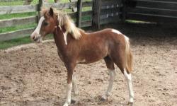 Beautiful Miniature Horses and Ponies for sale. Registered - with papers in hand: AMHR &/or AMHA &/or ASPC. 2 yr old stud colt - $500.00. Yearling fillies and a colt - $400.-- to $650.00, also an ASPC / AMHR mare with foal at side!! Call 979-541-9357