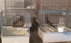 Beautiful healthy and sing well. Need to downsize. Free cage with purchase. I have babies and adults. males and females. Florida House finches males and females.
Thanks