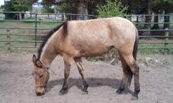 Kitty 2009 grade Buckskin Mule, very pretty. Broke to ride, drive and pack.
Was used as part of a hay team last winter. Has Coggins and recently vaccinated for EWTTFLU and West Nile.
Picks up feet.
Looking for mule person.