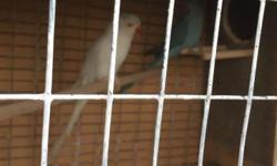 Hi I have white male and blue female a pair of Indian ringneck they are 4 years old and they are very healthy it's my breeding pair they got me 4 babys last year and the female start going inside nest box now . The reason why am selling them cause we