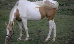Sundance is a beautiful palomino paint quarter horse registered with AQHA. She has been trained right and would be ok for a beginner adult. She was used at the Crummley house (disabled children) for a while a couple of years ago and is a big gentle