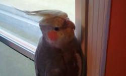 I have a beautiful parakeet that is 1 year and 3 months old. Her name is Avalanche. She is not hand tamed but she loves to sing and enjoys looking out the window and getting lots of attention.
My cockatiel is a baby who is 6 months old who loves to sing