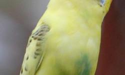 Beautiful, young, green and yellow parakeets. Handfed babies available upon request ($19.50).