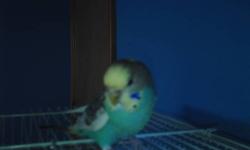 I have two parakeets for sale. One of them is white with a hint of blue the other is white with a hint of grey. Im asking $20. If you are interested please call 4178651836 or email. WOULD MAKE A GREAT CHRISTMAS GIFT FOR YOUR LOVED ONE.