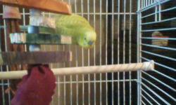 I have two parakeets! They are a beautiful bright yellow color. The one on the left is a male and the one on the right female. They are siblings. Very good with each other but can be separated. Not bonded but get along. They sing very pretty and pick up
