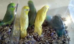 I have many young parrotlets to choose from.Almost all are still hand tame or not going to take much more than a few day to bring back to tame. I also have breeders if you are looking gfor a pair or two of breeders.
When you buy a bird from us,you will be