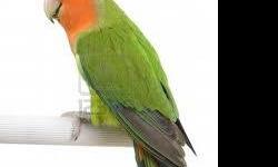 Young Peach Faced Lovebirds for sale
Bright green, peach faced, blue, black, orange tail feathers
Gender unknown
Mom and dad available to be seen
Very healthy
Can be trained with patience and persistence!
Only $25 each
Leave a message if no answer or
call