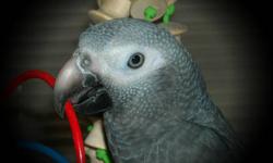 We have a DNA'd Male Timneh African Grey waiting to go to his forever home. He was hatched and hand fed here at Wisconsin Parrots on 11-14-12. He was originally 970.00, but is on sale right now for 870.00. He is starting to talk...
The person that had him