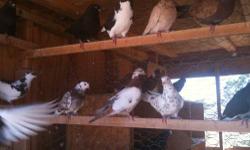 Very healthy beautiful pigeons, free range, organic feed only, tame, friendly.
130 + available birds:
- 3 months to 3 years old, both sexes available (wedding, celebration, kids, fun, flying high, pets and breeding): $10 AND UP each.
also available:
2