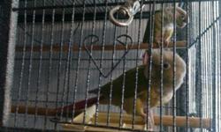 $450 Proven breeder pair of Pineapple green cheek conures ( Not Pets!! ) you will have babies every year. They do not come with a cage, they only come with a small transport cage for each of them.
The male is in the front, he was being protective of the