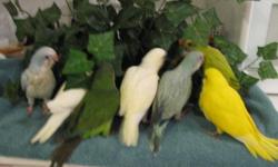 Hi!
I have some beautiful Quaker Parrots For Rehoming Fee. Some are 6 weeks old and still on a couple feedings a day to experienced hand feeders only. I have a total of 9 of these left. I also have 12 others that range from 3 mths. old of various colors