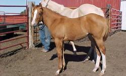 She's got color, conformation & nice pedigree! Should be able to do about anything and look good doing it. She is gentle and been around kids. Buy her sister also and get a package deal! Inquire!
