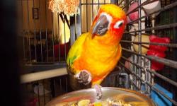 Beautiful Red Factor Sun Conures. They are a bonded pair must go as a pair. They will sit on you and you can pet them. One is starting to talk. i just don't have enough time to give them.