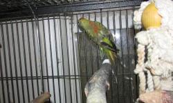 I have a beautiful pair of Red Rump and Cinnamon Grass Parakeets for sale. With cage and breeding box, $185; just birds $150.