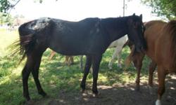 Black with white blanket, APHC Reg., Col. Freckles bred Appaloosa mare; she has a beautiful head and lots of mane and tail - very dressy mare; 8 yrs. old, 15.3 hands; has had one foal which was spotted and is a wonderful mom; excellent ground manners