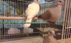 Have 7 very gentle ringneck doves of different colors. Asking 20 per. Or 2 for 35. Please no emails. Call or text...405.474.9197