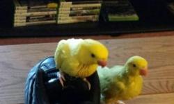I have 2 beautiful Ringnecks that will be ready for their forever home in about a week. They have been handfed and handled daily. 275.00 each or 500.00 for both.
They need a decent size cage and need to have have large hookbill food. They will come with a