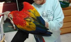 This is a beautiful Scarlet Macaw baby that was born August 9, 2012 and is being hand fed. He will be ready in December and needs to go to a person who has bird experience.He already steps up on your arm. If you are interested and would like to meet this