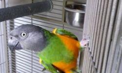 His name is Rosco. He's beautiful, sweet, very playful, perfect feather, does not pluck , great vocabulary, and loves women. He can be handled by women so far. He doesn't seem to like men much. He's 5 years. Senegal parrots live on average of