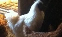 I have a silkie rooster for sale. He has the traditional blue/purple skin with 5 toes. :) Alabaster is currently with our red sex-link hens but last summer I had him with my other bantams in a chicken tractor. Alabaster would be great for a pet or if you