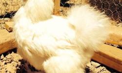 White silkie rooster, 6 months old.