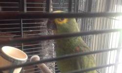 I have a beautiful sun conure female parrot with a large brand new cage for sale. She is friendly and gets along with other animals. For pics please call 937-559-0894. I am asking 300.00 obo for bird and cage!