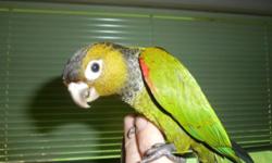 We love our baby Sunday conure but we don't have the time in the day for him.we will take offers thank you.