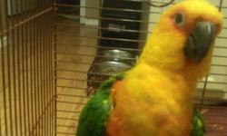 A very beautiful sunday conure, it is a surprisingly quiet bird considering most conures are noisy. It loves to perch on your finger and sit on your shoulder. She is a very young bird about 8 to 10 months ,who needs an owner that has the time to work with