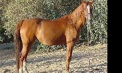 Beautiful/Sweet Arabian mare, 15.2 hands, 25 years for light trail riding or arena work. She is up to date on all shot, wormier & feet. She is healthy NO medical problems NO VICES. She gets along with sheep, goats, Llamas, dogs, pig and LOVES kids. She